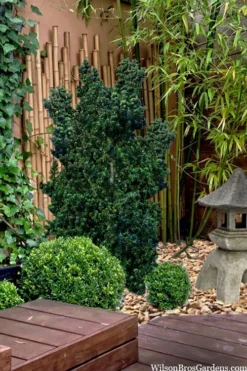 Dwarf Pagoda Japanese Holly - 1 Gallon Pot -Garden & Outdoors ilex crenata dwarf pagoda japanese holly 5