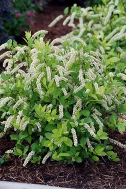 Scentlandia Sweetspire (Itea Virginica) - 3 Gallon Pot