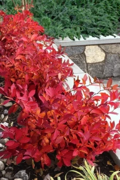 Scentlandia Sweetspire (Itea Virginica) - 3 Gallon Pot -Garden & Outdoors itea virginica scentlandia virginia sweetspire 7