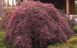 Crimson Queen Dwarf Japanese Maple - 3 Gallon Pot 10 Crimson Queen Dwarf Japanese Maple - 3 Gallon Pot -Garden & Outdoors ja panese Maple Crimson Queen 50