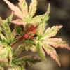 Radiant Variegated Japanese Maple - 3 Gallon Pot