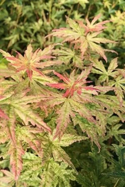 Radiant Variegated Japanese Maple - 3 Gallon Pot -Garden & Outdoors japanese Maple Radiant 7