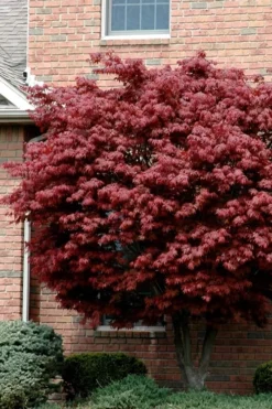 Bloodgood Red Leaf Japanese Maple - 3 Gallon Pot