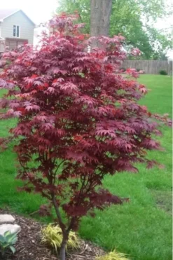 Fireglow Red Leaf Japanese Maple - 5 Gallon Pot (3-4') -Garden & Outdoors japanese maple fireglow 12