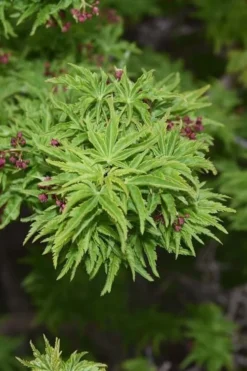Lions Head Japanese Maple - Acer Palmatum 'Shishigashira' - 3 Gallon Pot -Garden & Outdoors japanese maple lions head shishigashira 1