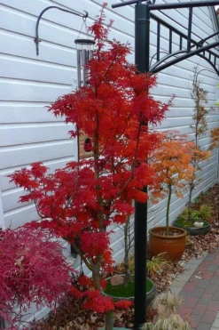Lions Head Japanese Maple - Acer Palmatum 'Shishigashira' - 3 Gallon Pot -Garden & Outdoors japanese maple lions head shishigashira 3