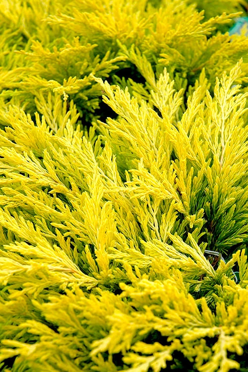 Limeglow Golden Andorra Compact Juniper - 6 Pack Of 1 Gallon Pots 1 Limeglow Golden Andorra Compact Juniper - 6 Pack Of 1 Gallon Pots