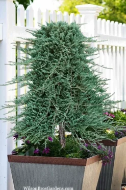 Blue Rug Juniper Tree Form Topiary - 3 Gallon Pot 7 Blue Rug Juniper Tree Form Topiary - 3 Gallon Pot -Garden & Outdoors juniperus horizontalis wiltonii blue rug topiary tree form 2