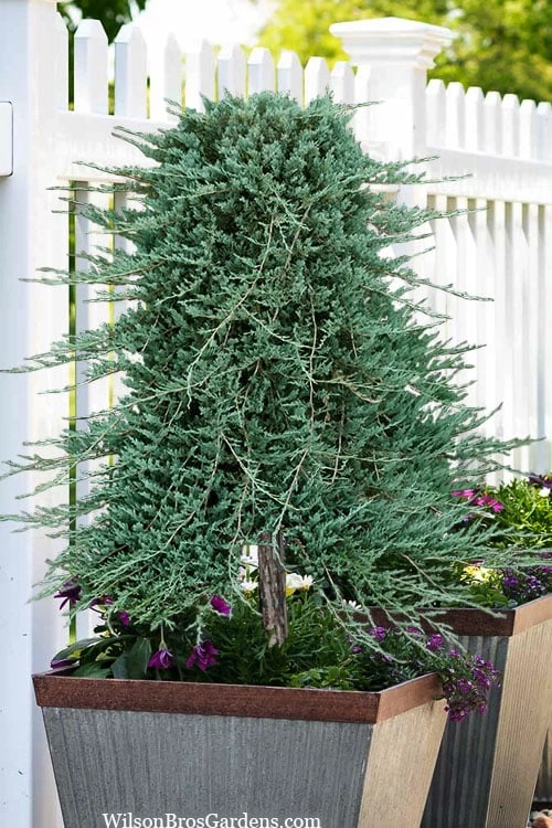 Blue Rug Juniper Tree Form Topiary - 3 Gallon Pot 4 Blue Rug Juniper Tree Form Topiary - 3 Gallon Pot - Image 4
