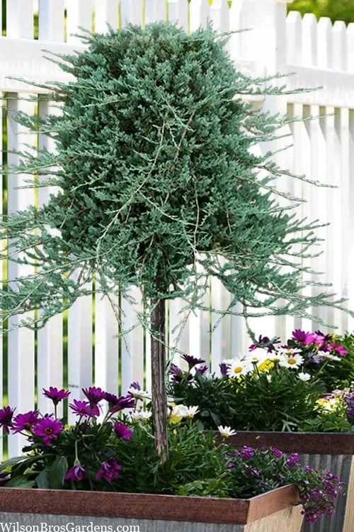 Blue Rug Juniper Tree Form Topiary - 3 Gallon Pot 1 Blue Rug Juniper Tree Form Topiary - 3 Gallon Pot