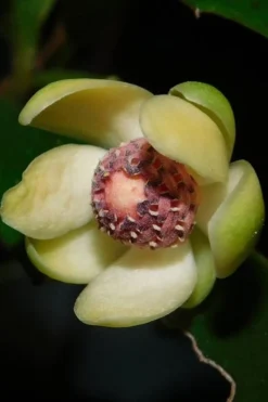 Chirifu Evergreen Magnolia Vine (Kadsura Japonica) - 2 Gallon Pot -Garden & Outdoors kadsura japonica chirfu variegated evergreen magnolia vine 3