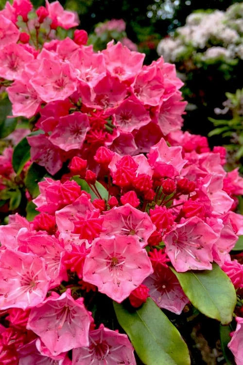 Raspberry Glow Mountain Laurel (Kalmia Latifolia) - 3 Gallon Pot 1 Raspberry Glow Mountain Laurel (Kalmia Latifolia) - 3 Gallon Pot