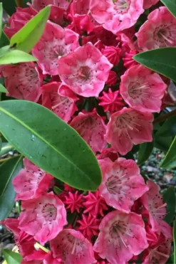 Raspberry Glow Mountain Laurel (Kalmia Latifolia) - 3 Gallon Pot 8 Raspberry Glow Mountain Laurel (Kalmia Latifolia) - 3 Gallon Pot -Garden & Outdoors kalmia latifolia raspberry glow 2
