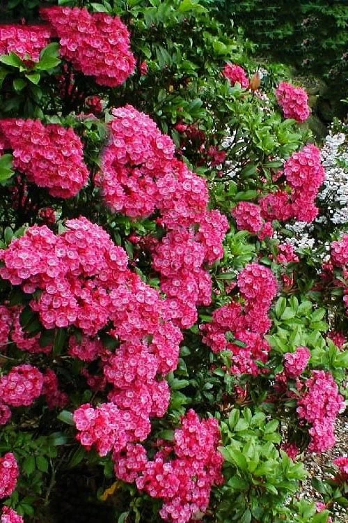 Raspberry Glow Mountain Laurel (Kalmia Latifolia) - 3 Gallon Pot 5 Raspberry Glow Mountain Laurel (Kalmia Latifolia) - 3 Gallon Pot - Image 5