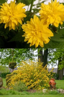 Japanese Marigold Bush (Kerria Japonica 'Pleniflora') - 5 Pack Of Quart Pots 14 Japanese Marigold Bush (Kerria Japonica 'Pleniflora') - 5 Pack Of Quart Pots -Garden & Outdoors kerria japonica plenaflora japanese rose 2