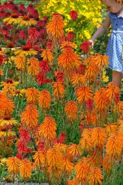 Poco Orange Red Hot Poker (Kniphofia) - 1 Gallon Pot -Garden & Outdoors kniphofia poco orange red hot poker 9