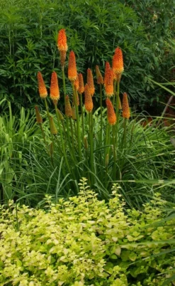 Alcazar Red Hot Poker (Kniphofia) - 1 Gallon Pot -Garden & Outdoors knophofia alcazar red hot poker 4