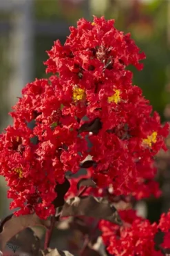 Black Diamond Best Red Crape Myrtle (Single Trunk Tree) - 7 Gallon Pot -Garden & Outdoors lagerstroemia black diamond best red crape myrtle tree 2