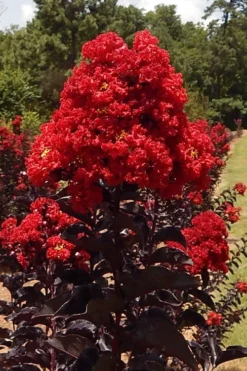 Black Diamond Best Red Crape Myrtle (Single Trunk Tree) - 7 Gallon Pot -Garden & Outdoors lagerstroemia black diamond best red crape myrtle tree 3