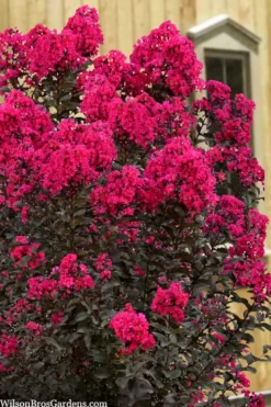 Black Diamond 'Mystic Magenta' Crape Myrtle - 7 Gallon Pot 9 Black Diamond 'Mystic Magenta' Crape Myrtle - 7 Gallon Pot -Garden & Outdoors lagerstroemia indica black diamond mystic magenta crape myrtle 1 1