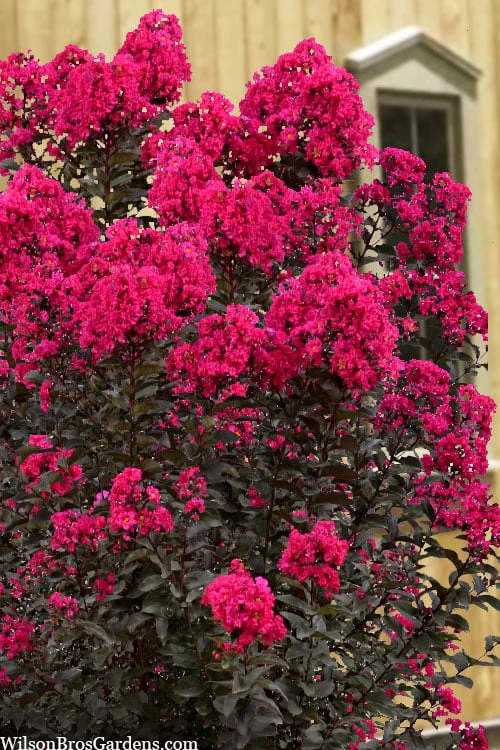 Black Diamond 'Mystic Magenta' Crape Myrtle - 7 Gallon Pot 5 Black Diamond 'Mystic Magenta' Crape Myrtle - 7 Gallon Pot - Image 5