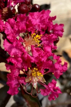 Black Diamond 'Mystic Magenta' Crape Myrtle - 7 Gallon Pot 8 Black Diamond 'Mystic Magenta' Crape Myrtle - 7 Gallon Pot -Garden & Outdoors lagerstroemia indica black diamond mystic magenta crape myrtle 3 1