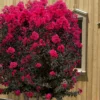 Black Diamond 'Mystic Magenta' Crape Myrtle - 7 Gallon Pot