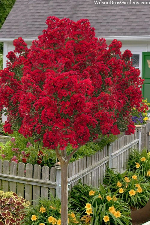 Miss Frances Red Crape Myrtle (Single Trunk Topiary Tree) - 7 Gallon Pot (5-6') -Garden & Outdoors lagerstroemia indica miss frances standard single trunk