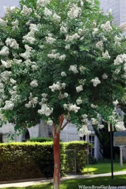 Natchez White Crape Myrtle Tree (Single Trunk) - 5 Gallon Pot