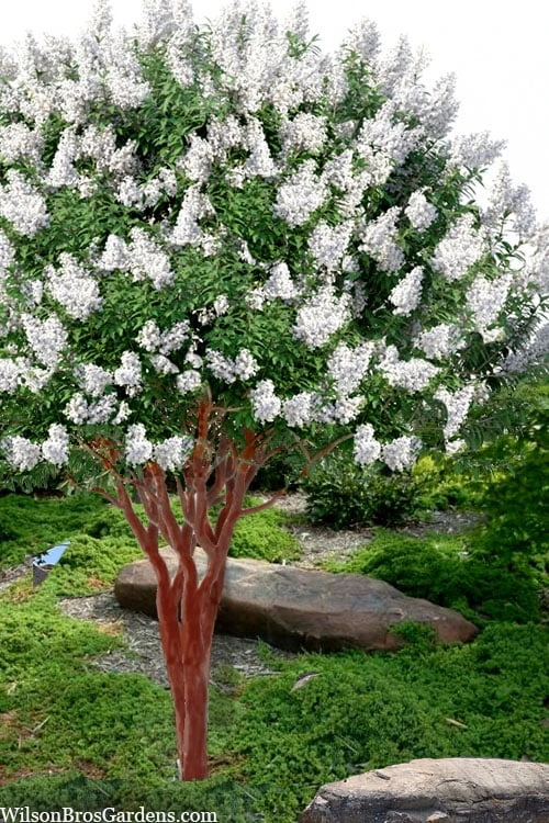 Natchez White Crape Myrtle (Multi Trunk) - 7 Gallon Pot (4-5') 1 Natchez White Crape Myrtle (Multi Trunk) - 7 Gallon Pot (4-5')