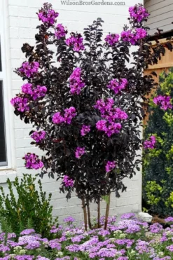 Black Diamond 'Purely Purple' Crape Myrtle Tree (Multi Trunk) - 7 Gallon Pot
