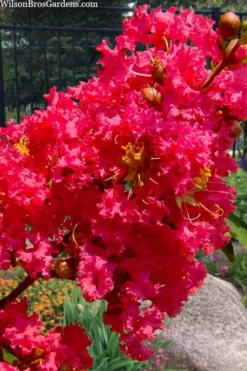 Tuscarora Watermelon Red Crape Myrtle - 7 Gallon Pot (4-5') 7 Tuscarora Watermelon Red Crape Myrtle - 7 Gallon Pot (4-5') -Garden & Outdoors lagerstroemia indica tuscarora 102