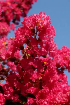 Tuskegee Crape Myrtle - 6 Pack Of 1 Gallon Pots -Garden & Outdoors lagerstroemia indica tuskeegee crape myrtle tree 1