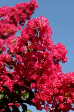 Tuskegee Crape Myrtle - 6 Pack Of 1 Gallon Pots -Garden & Outdoors lagerstroemia indica tuskeegee crape myrtle tree 2