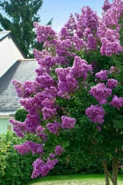 Twilight Purple Crape Myrtle - 7 Gallon Pot (5-6') 15 Twilight Purple Crape Myrtle - 7 Gallon Pot (5-6') -Garden & Outdoors lagerstroemia indica twilight purple crape myrtle tree 1 2