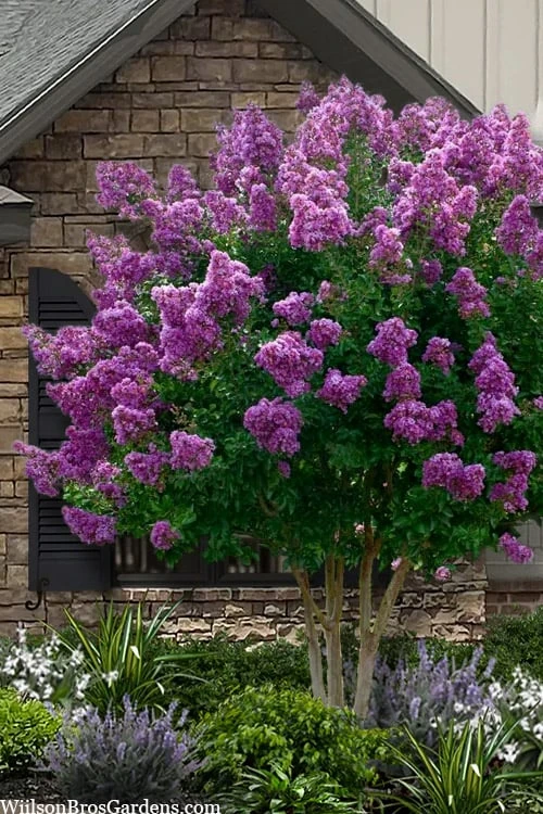 Twilight Purple Crape Myrtle - 7 Gallon Pot (5-6') 1 Twilight Purple Crape Myrtle - 7 Gallon Pot (5-6')