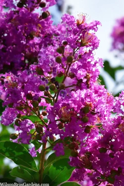 Twilight Purple Crape Myrtle - 7 Gallon Pot (5-6') 7 Twilight Purple Crape Myrtle - 7 Gallon Pot (5-6') - Image 7