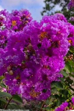 Twilight Purple Crape Myrtle - 7 Gallon Pot (5-6') 11 Twilight Purple Crape Myrtle - 7 Gallon Pot (5-6') -Garden & Outdoors lagerstroemia indica twilight purple crape myrtle tree 103 2