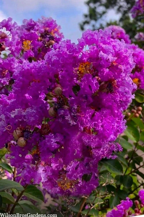 Twilight Purple Crape Myrtle - 7 Gallon Pot (5-6') 4 Twilight Purple Crape Myrtle - 7 Gallon Pot (5-6') - Image 4