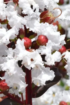 Lunar Magic Crape Myrtle Tree (Multi Trunk) - 3 Gallon Pot -Garden & Outdoors lagerstroemia lunar magic single trunk white crape myrtle tree 2 1