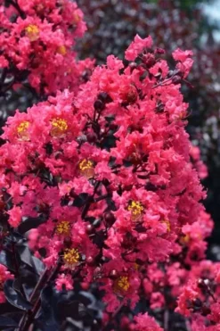 Midnight Magic Crape Myrtle (Multi Trunk) - 7 Gallon Pot -Garden & Outdoors lagerstroemia midnight magic crape myrtle 11