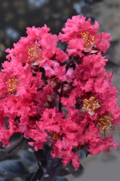 Midnight Magic Crape Myrtle (Multi Trunk) - 7 Gallon Pot -Garden & Outdoors lagerstroemia midnight magic crape myrtle 12