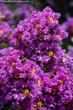 Purple Magic Crape Myrtle Tree (Multi Trunk) - 7 Gallon Pot -Garden & Outdoors lagerstroemia purple magic crape myrtle single trunk tree 5 1