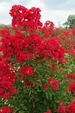 Ruffled Red Magic Crape Myrtle - 3 Gallon Pot 7 Ruffled Red Magic Crape Myrtle - 3 Gallon Pot -Garden & Outdoors lagerstroemia ruffled red magic crape myrtle 10