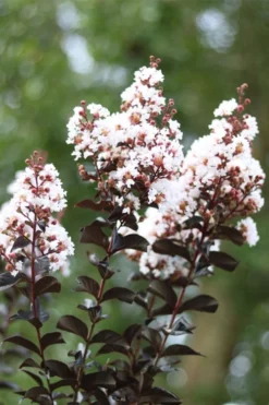 Thunderstruck White Lightning Crape Myrtle - 1 Gallon Pot -Garden & Outdoors lagerstroemia thunderstruck white lightning crape myrtle 2 1