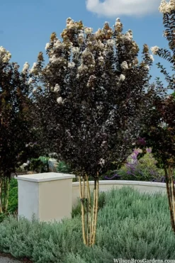 Thunderstruck White Lightning Crape Myrtle - 6 Pack Of 1 Gallon Pots -Garden & Outdoors lagerstroemia thunderstruck white lightning crape myrtle 3