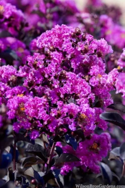 Black Diamond 'Purely Purple' Crape Myrtle Tree (Multi Trunk) - 7 Gallon Pot -Garden & Outdoors lagestroemia indica purely purple black diamond crape myrtle 1 2