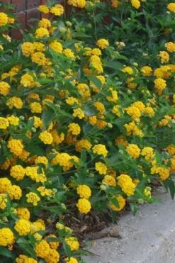 New Gold Hardy Lantana - 5 Pack Of Quart Pots 9 New Gold Hardy Lantana - 5 Pack Of Quart Pots -Garden & Outdoors lantana new gold 10 2