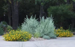 New Gold Hardy Lantana - 1 Gallon Pot -Garden & Outdoors lantana new gold 11