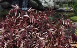 Rejoyce Coast Leucothoe (Leucothoe Axillaris) - 3 Gallon Pot -Garden & Outdoors leucothoe axillaris rejoyce 10